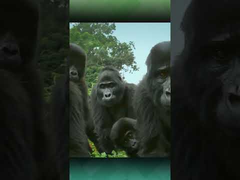 Gorilla dan robot part-2 | Keputusan alfa Silverback #shorts