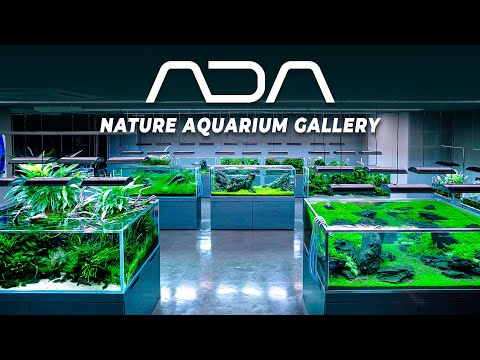 EVERY Aquarium inside the FAMOUS ADA Japan Gallery