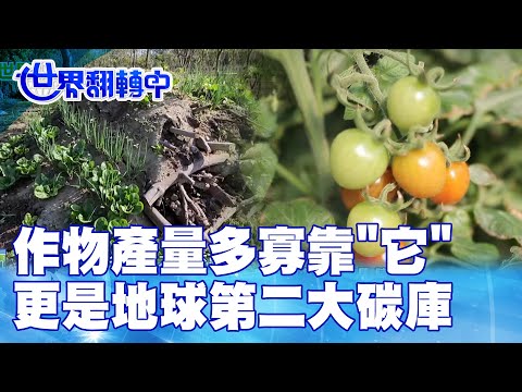 作物產量多寡靠"它" 更是地球第二大碳庫 世界翻轉中 20230219 - YouTube