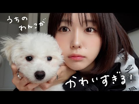 子犬をお迎えしたよVlog .｡.:*☆
