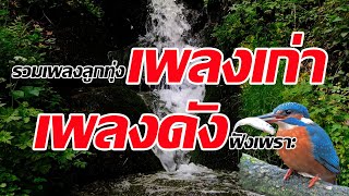 รวมเพลงลูกทุ่งเพลงเก่าเพลงดัง