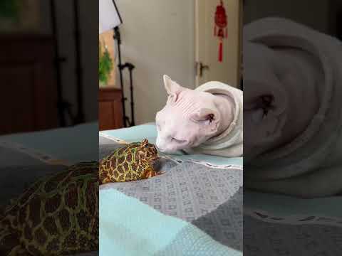 蛙哥遇到硬茬了 #funny #animals