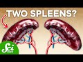 Understanding the Spleen and Its Peculiarities