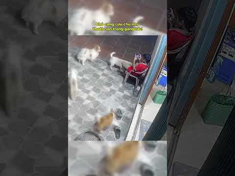 Chó cưng cứu chủ nhí thoát nạn trong gang tấc!