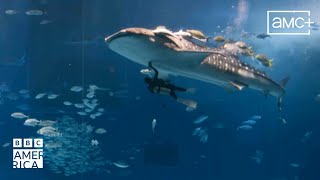 Saving Shark Embryos | Asia | BBC America