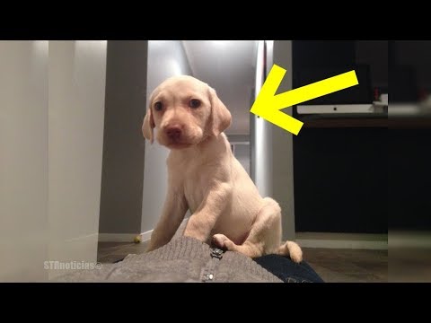 Ladrones roban el amado perrito de la familia, pero NUNCA imaginaron que este tenía un GRAN SECRETO