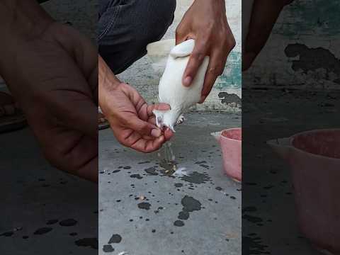 pot jaam ka ilaaj 100% result 👍❤️💊🕊️ subscribe now ❤️ #pigeon #kabootar #lakwa #shortvideo #shorts