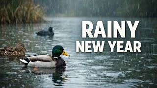 New Year at the Duck Ponds 🌧️ Rainy Day Wildlife Photography