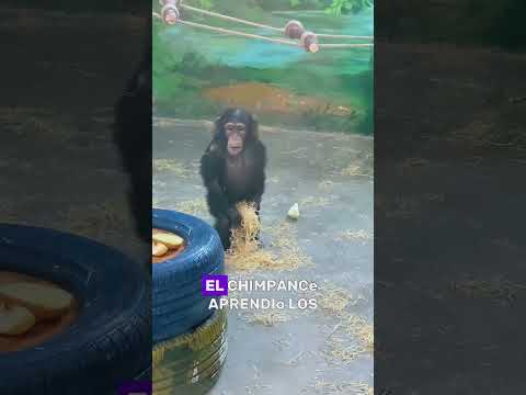 Dancing Ape #animals #Foryou #Friendship #Us #monkey