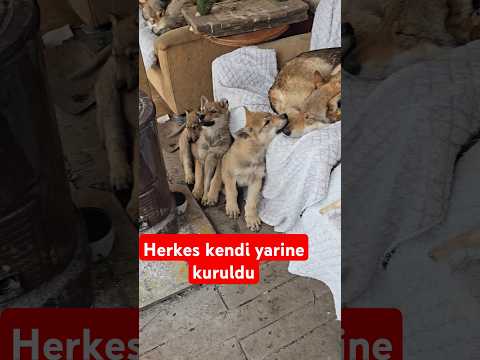 KURTLAR YERLİ YERİNDE . HERKES KENDİ YERİNDE .ÖRTÜ DESTEĞİ KAMELYAYA DÜZEN GETİRDİ