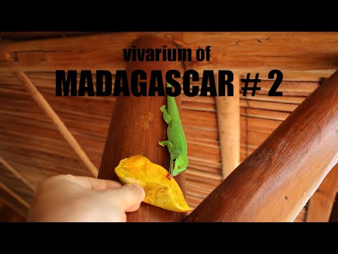 Vivarium of MADAGASCAR | 마다가스카르의 비바리움 2편 '동식물의 천국 엠버마운틴과 칭기'