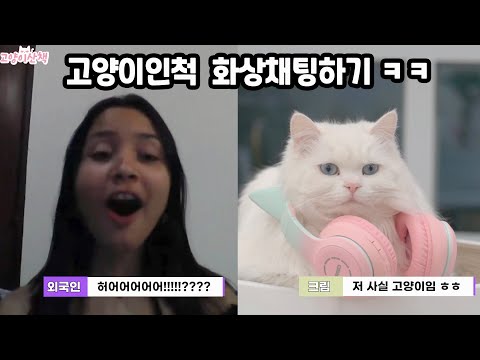 고양이인척 외국인이랑 화상채팅하기 ㅋㅋ | 고양이산책