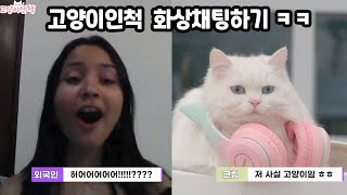고양이인척 외국인이랑 화상채팅하기 ㅋㅋ | 고양이산책