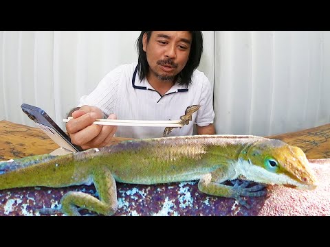 外来生物グリーンアノール捕獲して友達にデリバリーしてみた