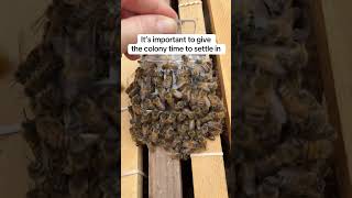 Releasing the Queen Bee Back to Her Colony