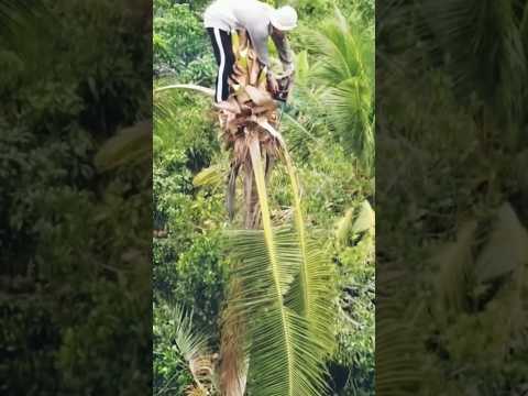 Very Amazing and Brave Process of Cutting Coconut Tree 🌴 #shortsvideo #shorts #amazing