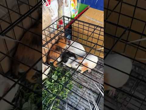 Beli marmut langka dan ikan langka ?😱😱 #shorrts #marmut #ikan #viral #fyp