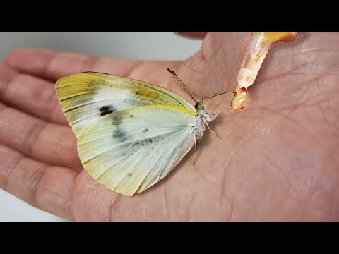 배추흰나비 알을 부화시켜서 성체까지 키우면 생기는 일 (The process of making friends with a butterfly)