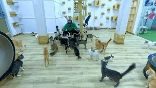 Feeding Street Cats is live!
