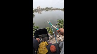农村河流野钓的乐趣The joys of rural river game fishing #fishing #fish #fishtrip #抓鱼 #钓鱼 #户外捕鱼 #農村生活