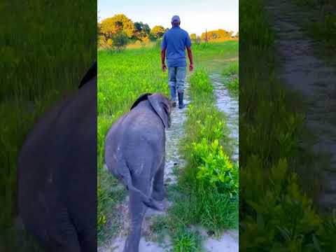 ELEPHANT COMEDY PART 39🤣🤣#aneesfamilyvlogs #elephant #comedy #trendingshorts #funny #viralshort