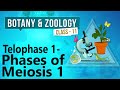 Telophase 1 and Anaphase 1 Concepts