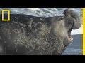 Surviving an Elephant Seal Encounter