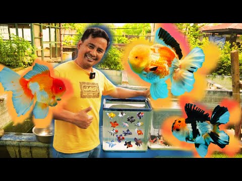  I’m Finally Returning to Goldfish Breeding!