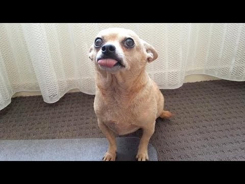Are CHIHUAHUAS the FUNNIEST DOGS? - Funny CHIHUAHUA DOG videos that will make you LAUGH LIKE HELL
