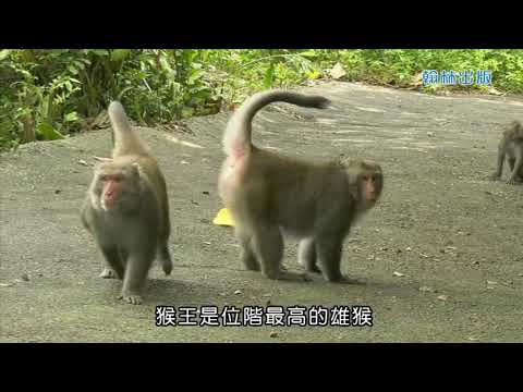 35 動物的社會化行為 - YouTube