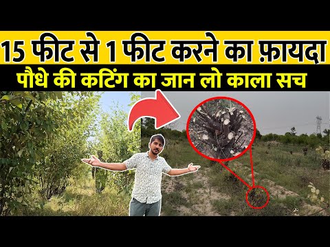 15 फीट से 1 फीट तक काट दिया, फिर से 20 फीट होगा ॥ Best cutting & pruning tips Thai Apple Ber