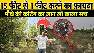15 फीट से 1 फीट तक काट दिया, फिर से 20 फीट होगा ॥ Best cutting & pruning tips Thai Apple Ber