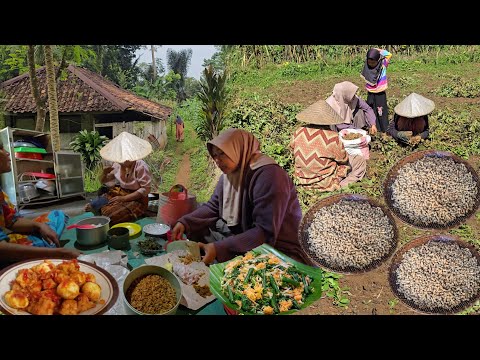 Nikmatnya Habis Panen Kacang Suuk Di Kebun, Botram Nasi Merah, Urab, Teri Ru'uh, Balado Tahu Tempe