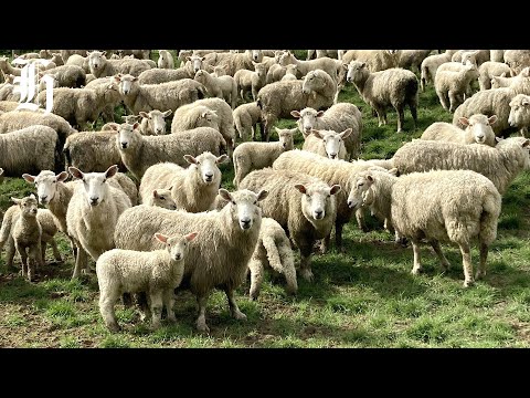 YouTube video thumbnail: Reviving New Zealand's Wool Industry