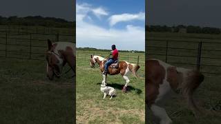 Can I Command a Horse and Dog AT THE SAME TIME?