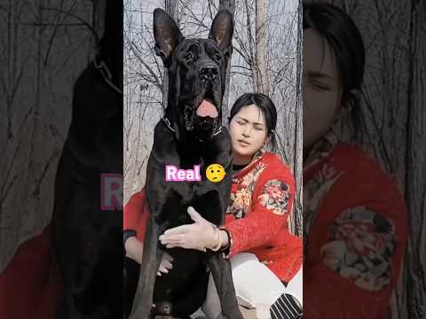 unbelievable Dog playing funny 😂 #funny_dog