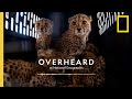Cheetah Trafficking and Conservation in Somaliland