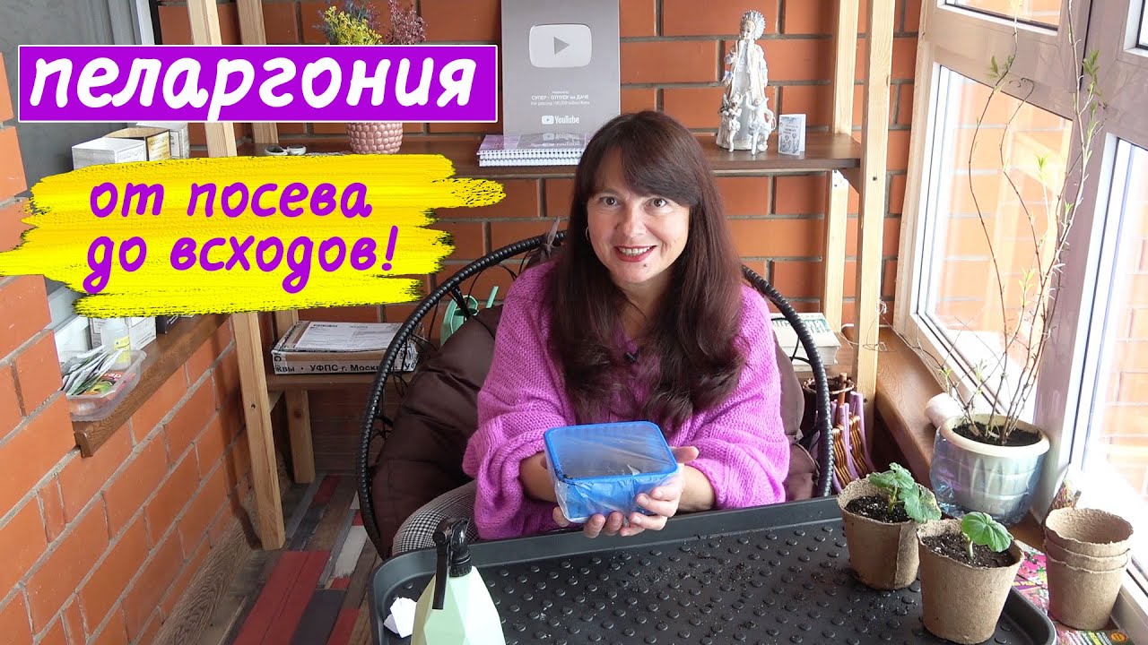 Пеларгония из семян. От посева до всходов