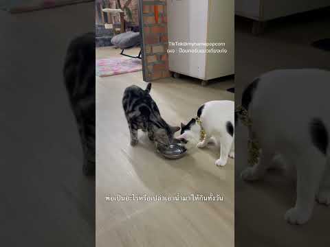 ตกใจอะไร🤣 #ป๊อบคอร์นแมวเถียงเก่ง #โพนี่น้องพี่ป๊อบ #shots #cat