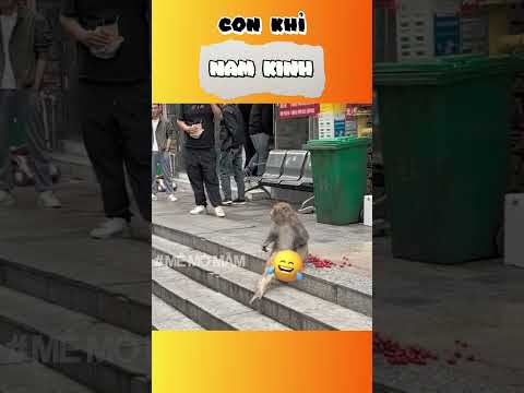 Con khỉ Nam Kinh | Mê Mò Mẫm