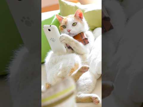 Funny animals 2023? - Funniest Cats and Dogs Video??328 #shorts