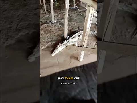 Cá sấu da bọc xương