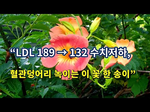 콜레스테롤 수치 약 없이도 낮춘다. 아스피린 보다 우수하다는 이 식물!!