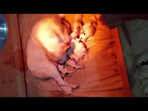 Rescue Mother dog giving birth to 10 beutiful puppies!
