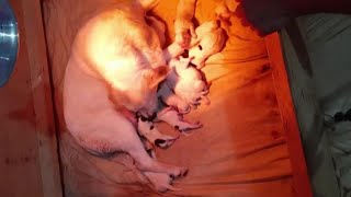 Rescue Mother dog giving birth to 10 beutiful puppies!