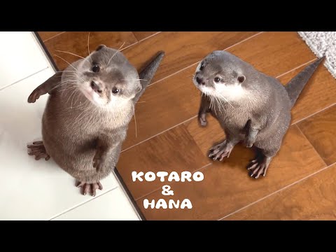 肉食女子カワウソがシャイな男子に猛アタックした結果　Otter Kotaro Finally Accepts Hana's Cute Love?!