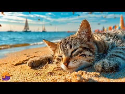 11 Hour Cat Anxiety Relief Music 🐱🎧 Deep Soothing Lullabies for All Breeds 💤