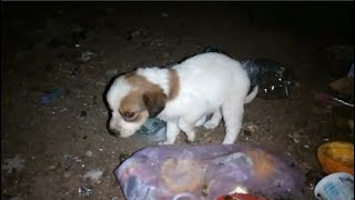 Rescue a lost puppy that was searching for food by the dumpster
