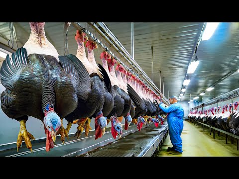 How Millions of Turkeys Are Raised and Harvested, Turkeys Processing in Factory - Turkeys Farms