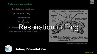 Respiration in Frog